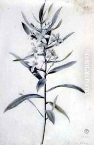 Flower Pieces 2