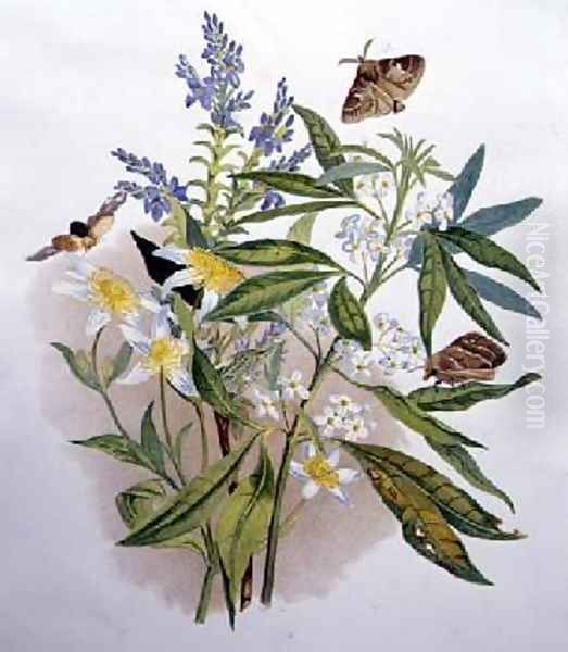 Tasmanian Blue Speedwell and Dwarf Clematis - view 1