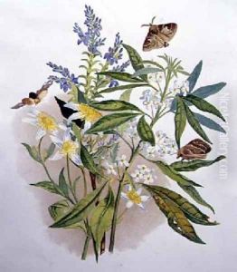 Tasmanian Blue Speedwell and Dwarf Clematis by Caroline Louisa Meredith