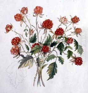 Wild Raspberry by Caroline Louisa Meredith