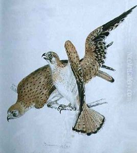 Birds of Prey by Caroline Louisa Meredith