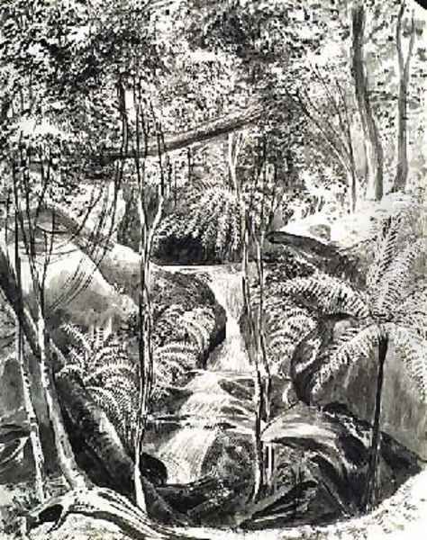 Jungle Study - view 1