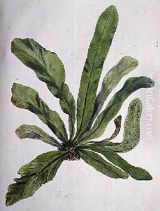 Aspidistra by Caroline Louisa Meredith