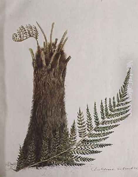 Study of a Fern - view 1