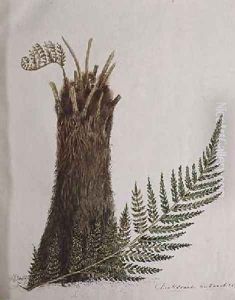 Study of a Fern by Caroline Louisa Meredith
