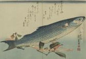 Bora Fish