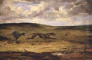 Lurchers Coursing Lurchers Coursing