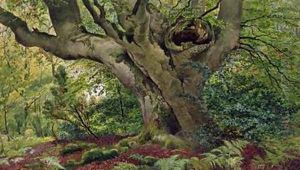 Burnham Beeches by James Matthews