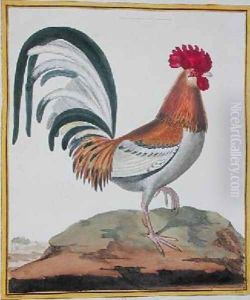Cockerel from Histoire Naturelle des Oiseaux by Georges de Buffon 1707-88