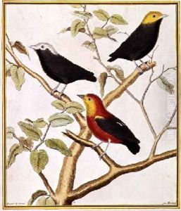 Manakins by Francois Nicolas Martinet