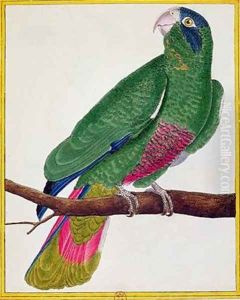 Parrot from Histoire Naturelle des Oiseaux by Georges de Buffon by Francois Nicolas Martinet