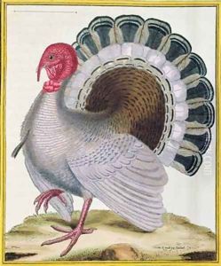 Turkey from Histoire Naturelle des Oiseaux by Georges de Buffon 1707-88 by Francois Nicolas Martinet
