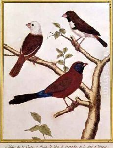 White-headed Munia Double Coloured Seed Eater and Violet Eared Waxbill