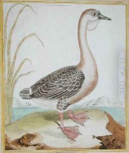 Guinea Duck from Histoire Naturelle des Oiseaux by Georges de Buffon 1707-88 by Francois Nicolas Martinet
