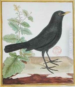 Male French blackbird from Histoire Naturelle des Oiseaux by Georges du Buffon 1707-88 by Francois Nicolas Martinet