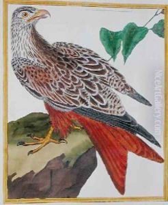 Kite from Histoire Naturelle des Oiseaux by Georges de Buffon 1707-88 by Francois Nicolas Martinet