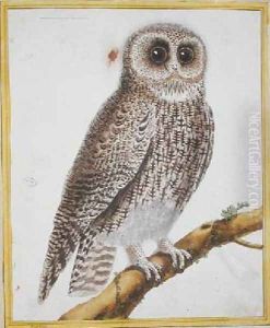 Owl from Histoire Naturelle des Oiseaux by Georges de Buffon 1707-88 by Francois Nicolas Martinet