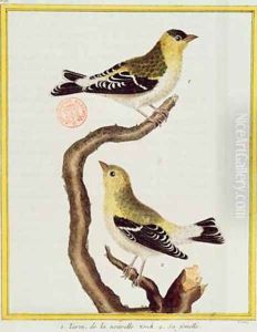 Pair of siskins from Histoire Naturelle des Oiseaux by Georges de Buffon 1707-88 by Francois Nicolas Martinet