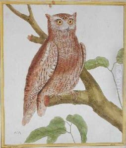 Scops Owl from Histoire Naturelle des Oiseaux by Georges de Buffon 1707-88 by Francois Nicolas Martinet