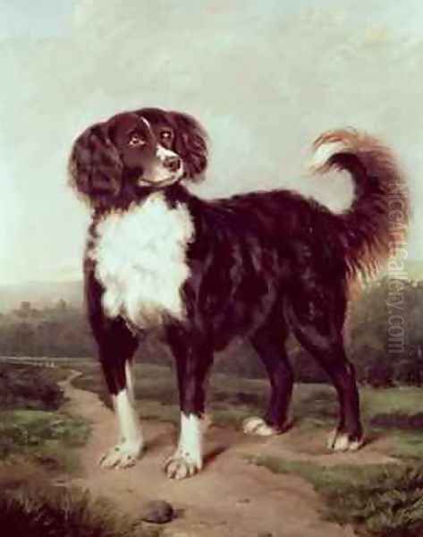 Spaniel - view 1