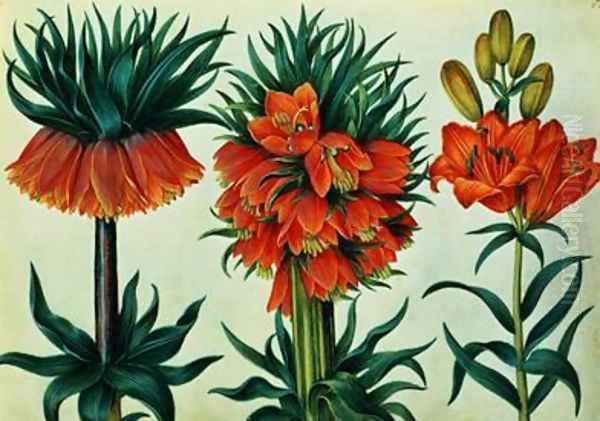 Crown Imperial Lily - view 1