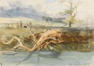 A Fallen Tree At Keele, Newcastle Under Lyme,staffordshire