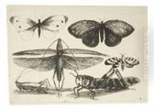Muscarum Scarabeorum - view 1