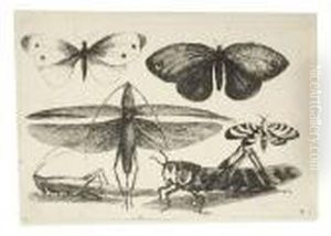 Muscarum Scarabeorum by Wenceslaus Hollar
