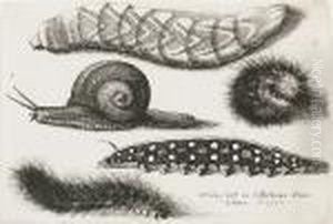 Four Caterpillars And A Snail (pennington 2167)