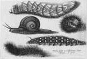 Four Caterpillars And A Snail (p., P.2167)