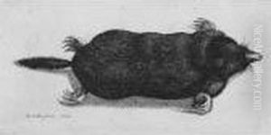 Dead Mole (p., P.2106) by Wenceslaus Hollar