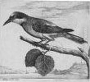 A Jay (parthey, Pennington 2159)