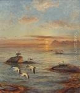 Common Eiders In Midnight Sun