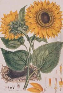 Helianthus annus Sunflower illustration for an English translation of a botanical treatise by Carolus Linnaeus 1707-78 1777 from the Plate Collection of the Botany Library Helianthus annus Sunflower illustration for an English translation of a botanical treatise by Carolus Linnaeus 1707-78 1777 from the Plate Collection of the Botany Library