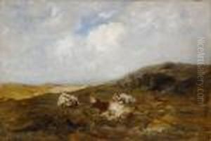 Three Cows Lying In Bent At Shore