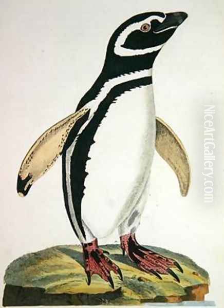 Illustration of a penguin from Cimelia Physica Figures of rare and curious quadrupeds birds - view 1