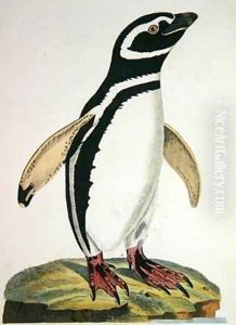 Illustration of a penguin from Cimelia Physica Figures of rare and curious quadrupeds birds by John Frederick Miller