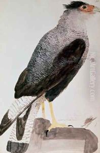 Falcon 1777 by John Frederick Miller