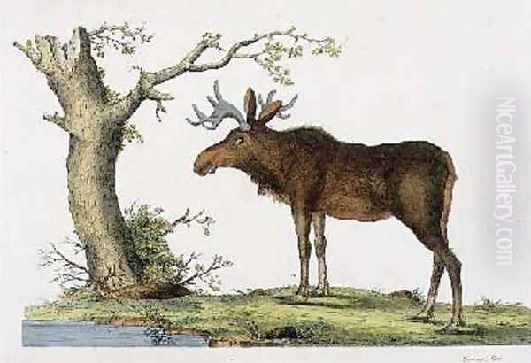 Cervus Alces - view 1