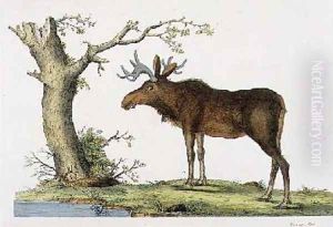 Cervus Alces