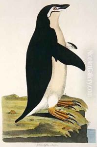 Aptenodytes Antarctica illustration from Cimelia Physica Figures of rare and curious quadrupeds birds by John Frederick Miller