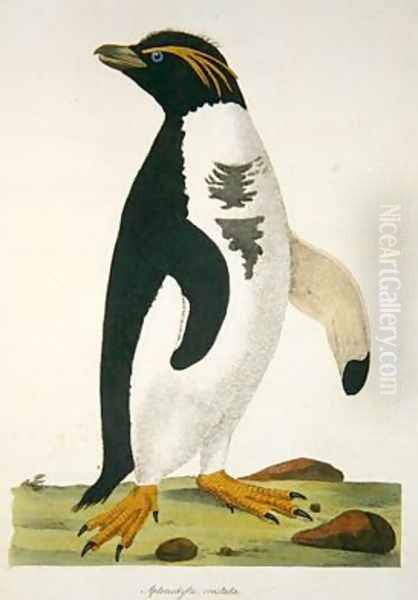 Aptenodytes-Crestata illustration from Cimelia Physica Figures of rare and curious quadrupeds birds - view 1