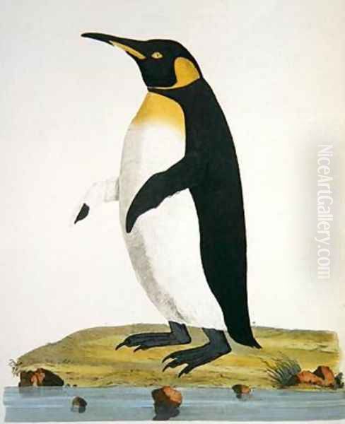 Aptenodytes Patagonica illustration from Cimelia Physica Figures of rare and curious quadrupeds birds - view 1