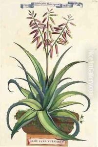 Aloe Vera Vulgaris from Phytographia Curiosa by Abraham Munting