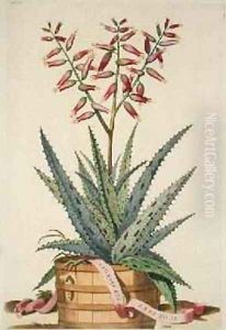 Aloe Vera Costa Spinosa from Phytographia Curiosa by Abraham Munting