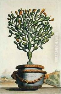 Opuntia Maior Augustifolia from Phytographia Curiosa by Abraham Munting