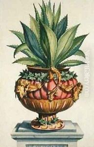 Aloe Americana Minor from Phytographia Curiosa by Abraham Munting