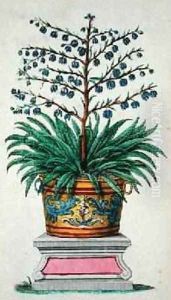 Flowering plant from Phytographia Curiosa by Abraham Munting