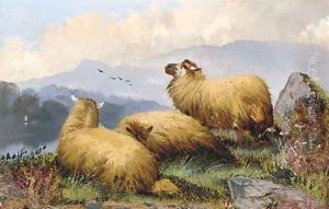Sheep resting in a mountainous landscape by John Morris