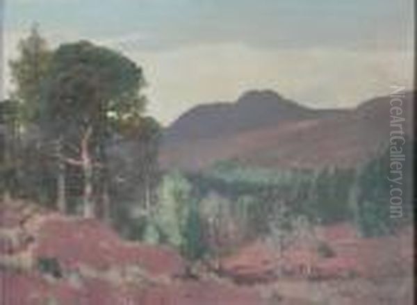 The Scots Pine - view 1